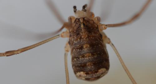 Nelima sp.